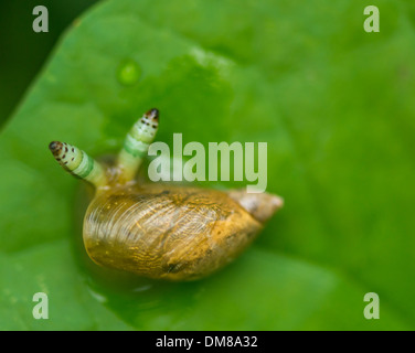 Snail infected with a parasite in its tentacles Stock Photo - Alamy