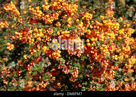 Barberry or Pepperidge Bush, Berberis darwinii, Berberidaceae. Southern South America. Stock Photo