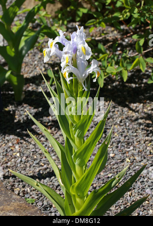Iris magnifica 'Margaret Mathew', Iridaceae. Stock Photo