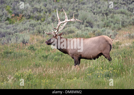 Big bull Elk licking lips with velvet hanging off antlers Stock Photo
