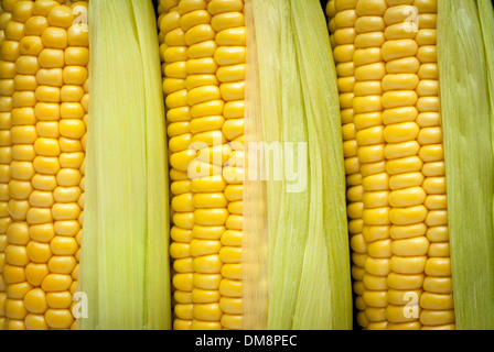 A closeup image of corn on the cob with husks. Stock Photo