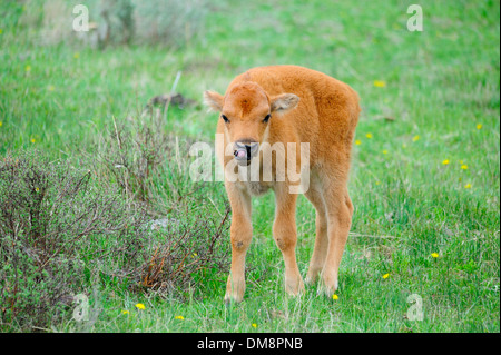 baby bison licking lips Stock Photo