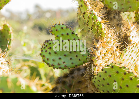 Heart-shaped Cactus Plant Stock Photo