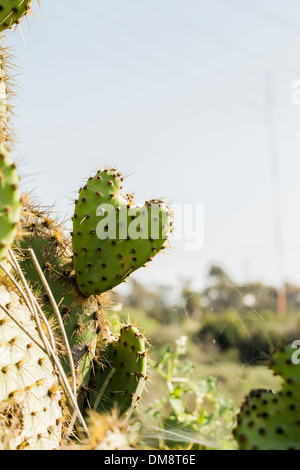 Heart-shaped Cactus Plant Stock Photo