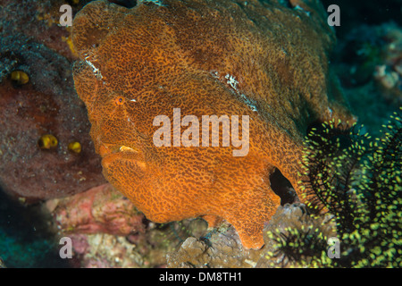 Orange giant frogfish sitting on a coral waiting for prey to swim by Stock Photo