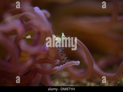 Glass shrimp hiding in an anemone Stock Photo