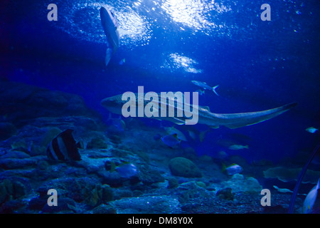 A ZEBRA SHARK (Stegostoma fasciatum) swims in a large tank at the RAYONG AQUARIUM - RAYONG, THAILAND Stock Photo