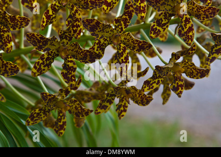 The worlds largest ORCHID, the TIGER ORCHID (Grammatophyllum speciosum) grows well in the tropics - SOUTHERN, THAILAND Stock Photo