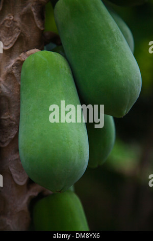 PAPAYAS (carica papaya) ripen on a tree - THAILAND Stock Photo