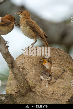 Rufous Hornero (Furnarius rufus) parent standing on nest with chicks inside, The Pantanal, Mato Grosso, Brazil Stock Photo