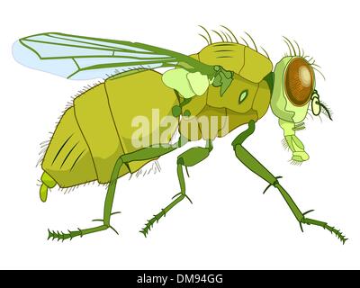 fly drawing isolated on white Stock Vector