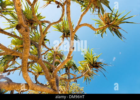 Pandanus palm trees populate North Stradbroke Island, Australia Stock Photo