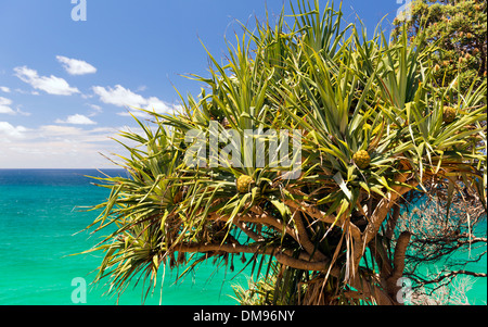 Pandanus palm trees populate North Stradbroke Island, Australia Stock Photo