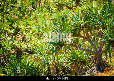 Pandanus palm trees populate North Stradbroke Island, Australia Stock Photo