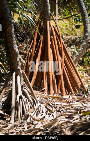 Pandanus palm trees populate North Stradbroke Island, Australia Stock Photo