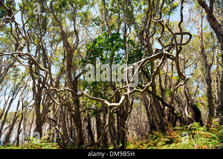 Large twisted vines join together in the thick forest Stock Photo