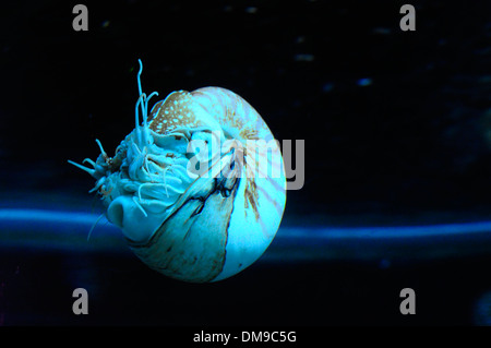 Live nautilus shell swimming in dark aquarium Stock Photo