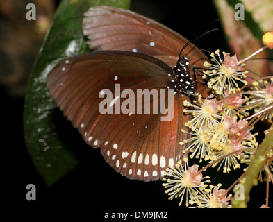 Common Crow butterfly a.k.a. Common Indian or Australian Crow ( Euploea core) feeding on a tropical flower Stock Photo