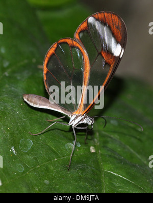 Glasswinged butterfly  or Clearwing (Greta oto)