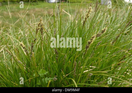 Greater Tussock-sedge, Carex paniculata Stock Photo