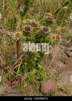 Carline Thistle, Carlina vulgaris, in flower on limestone grassland ...