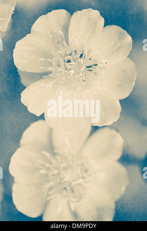 Close up top view of flowers with blue tint Stock Photo