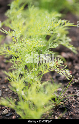 Close up of fresh organic dill growing in vegetable garden Stock Photo