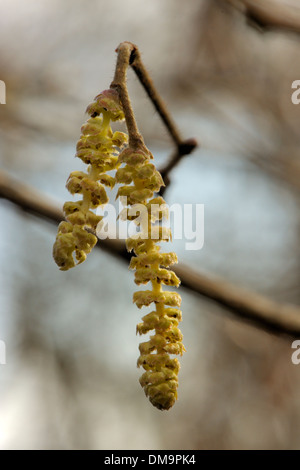 Hazel, Corylus avellana, Male Catkins Stock Photo