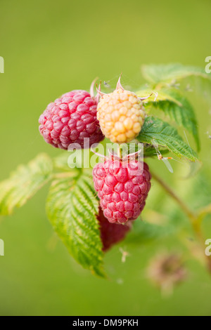 Close up of two ripe raspberries and one unripe raspberry growing on bush in garden Stock Photo