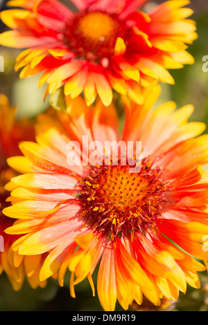 Close up of Blanket flower (Gaillardia) Stock Photo