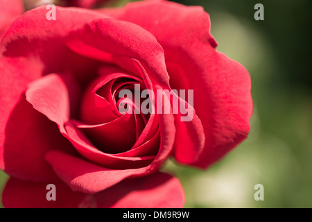Close up of red rose "Sympathie" (Kordesii) Stock Photo