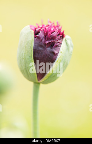 Close up of poppy flower bulb opening up. Conceptual image of new beginning and growth. Stock Photo