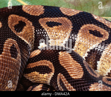 Python with body Stock Photo - Alamy