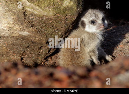 Meerkat cubs which have been born to mum Annie. Nov 12 2013. The pups believed to be a male and female are around two weeks old. Stock Photo