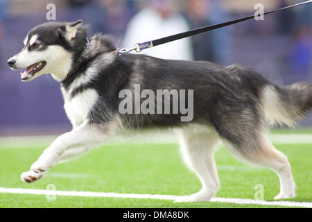 24 October 2009: Dubs, the Washington Huskies mascot before the game between the #11 ranked Oregon Ducks and the Washington Huskies being played at Husky Stadium in Seattle, WA...Mandatory Credit: Andrew Fredrickson / Southcreek Global  (Credit Image: © Southcreek Global/ZUMApress.com) Stock Photo