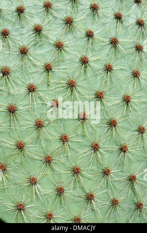 Pattern of Prickly Pear, Opuntia species, Cactus Thorns or Spines Stock Photo