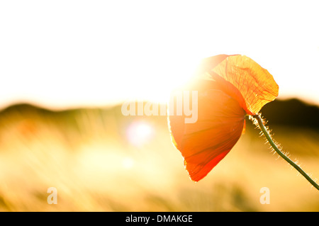 Poppy in the backlit Stock Photo
