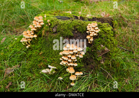 Close up of Hypholoma fasciculare fungus growing on tree stump England UK United Kingdom GB Great Britain Stock Photo