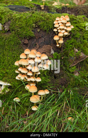 Close up of Hypholoma fasciculare fungus growing on tree stump England UK United Kingdom GB Great Britain Stock Photo