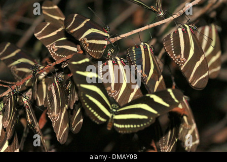 Large group of Zebra Longwing or Zebra Heliconian butterflies (Heliconius charithonia) resting at night Stock Photo