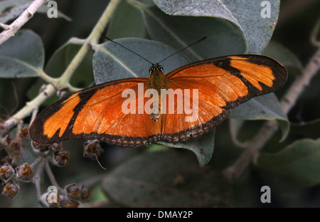 Close-up of  the  Orange Julia Longwing or Julia Butterfly (Dryas iulia) Stock Photo