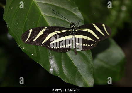 Zebra Longwing or Zebra Heliconian butterfly (Heliconius charithonia) Stock Photo