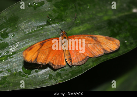 Close-up of  the  Orange Julia Longwing or Julia Butterfly (Dryas iulia) Stock Photo