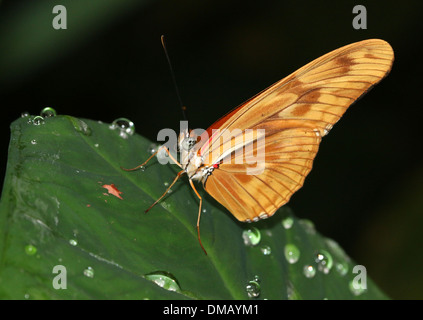 Close-up of  the  Orange Julia Longwing or Julia Butterfly (Dryas iulia) with close-wings Stock Photo