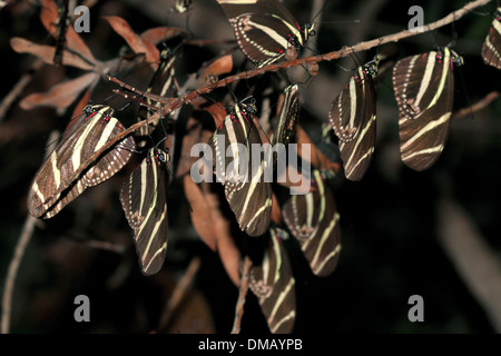 Large group of Zebra Longwings or Zebra Heliconian butterflies (Heliconius charithonia) resting at night Stock Photo