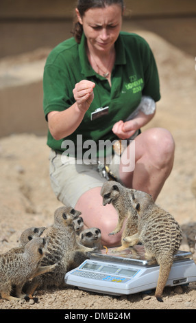 Meerkats during annual weigh-in at ZSL London Zoo Zookeepers are grabbing their scales and reaching for tape measures as they Stock Photo