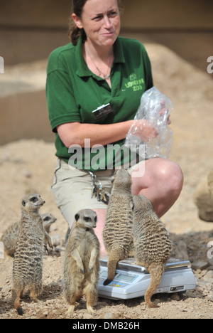 Meerkats during annual weigh-in at ZSL London Zoo Zookeepers are grabbing their scales and reaching for tape measures as they Stock Photo