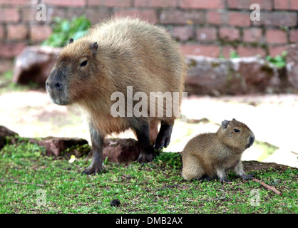 A baby Capybara and it's mother at Paignton Zoo in Devon. Stock Photo