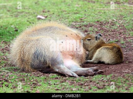 A baby Capybara and it's mother at Paignton Zoo in Devon. Stock Photo