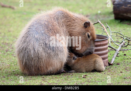 A baby Capybara and it's mother at Paignton Zoo in Devon. Stock Photo